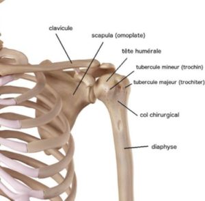 description anatomique