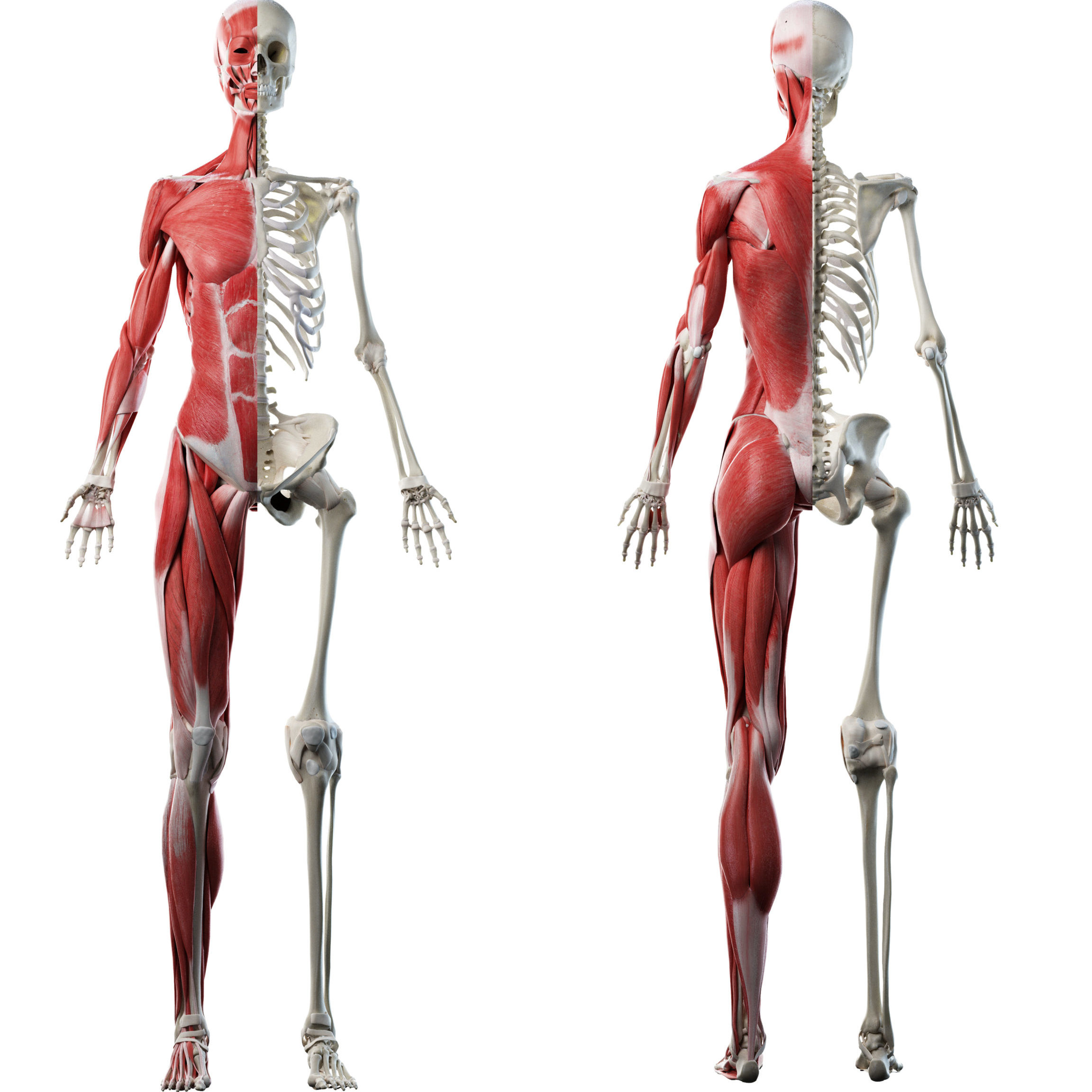 Système Musculo-Squelettique