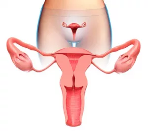 fertilite feminine cycle feminin menstruel ovulation