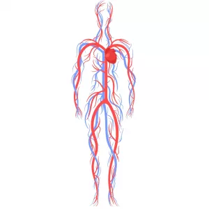 ostéopathie et PMA