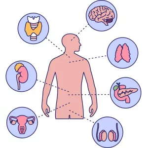 aider le systeme hormonal naturellement