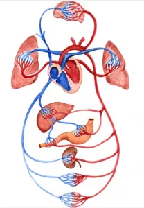 traitement osteopathique arteriel et veineux