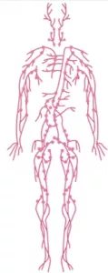 osteopathie viscerale bordeaux